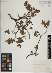 Foto von Salix herbacea L. x Salix lapponum L.